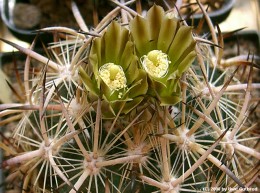 Echinomastus lauii 